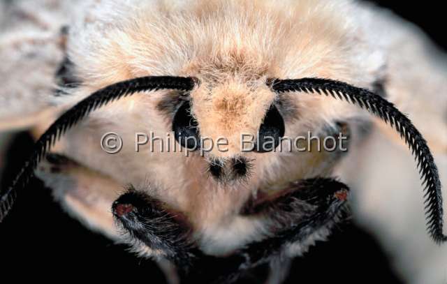 Lymantria femelle.JPG - in "Portraits d'insectes" ed. SeuilLymantria disparBombyx disparateSpongieuse (femelle)Gypsy mothLepidopteraLymantriidaeFrance